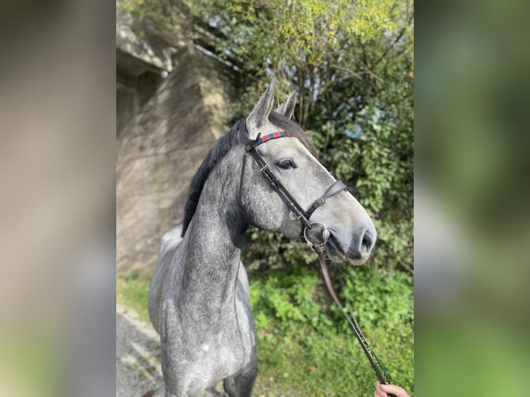 Caballo de deporte alemán Yegua 5 años 163 cm in Wangen im Allgäu