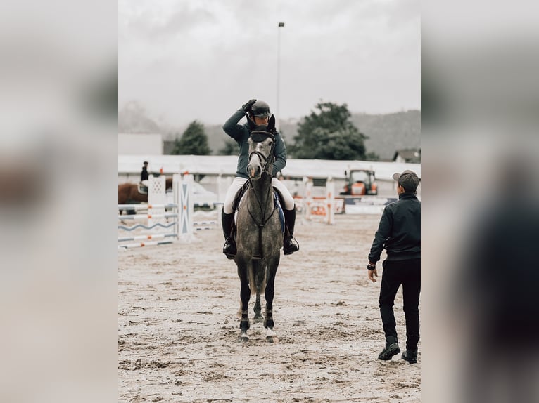 Caballo de deporte alemán Yegua 5 años 163 cm in Wangen im Allgäu