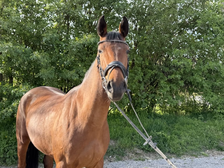 Caballo de deporte alemán Yegua 5 años 163 cm Castaño in Grevenbroich