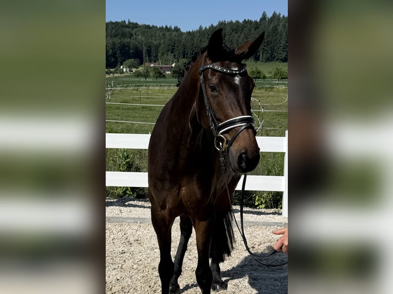 Caballo de deporte alemán Yegua 5 años 163 cm Castaño oscuro in Ebenweiler