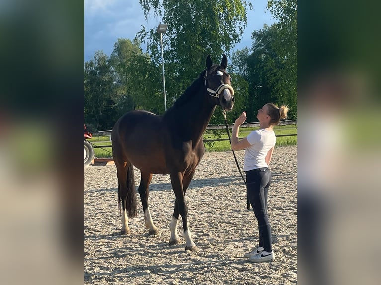 Caballo de deporte alemán Yegua 5 años 163 cm Castaño oscuro in Dornbirn