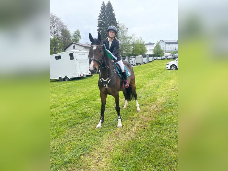 Caballo de deporte alemán Yegua 5 años 163 cm Castaño oscuro in Dornbirn
