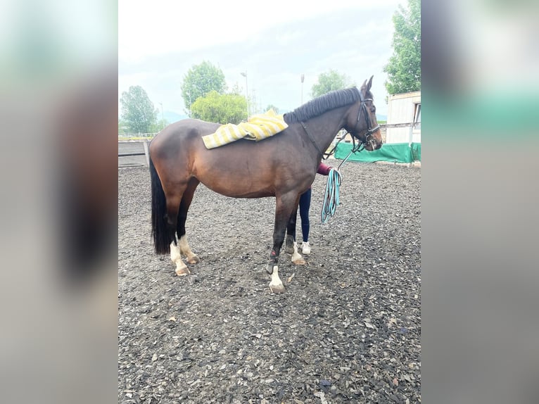 Caballo de deporte alemán Yegua 5 años 163 cm Castaño oscuro in Dornbirn
