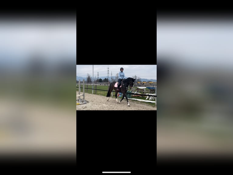 Caballo de deporte alemán Yegua 5 años 163 cm Castaño oscuro in Dornbirn