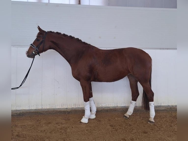 Caballo de deporte alemán Yegua 5 años 164 cm Alazán in Bad Wörishofen