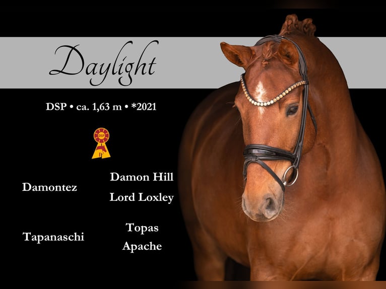 Caballo de deporte alemán Yegua 5 años 164 cm Alazán-tostado in Wehringen