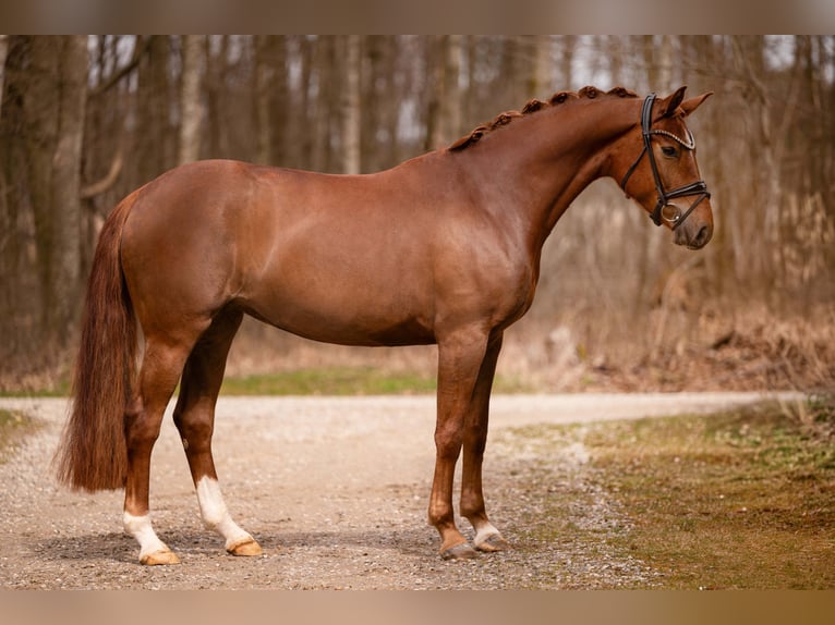 Caballo de deporte alemán Yegua 5 años 164 cm Alazán-tostado in Wehringen