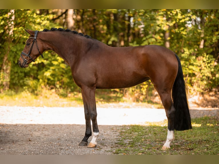 Caballo de deporte alemán Yegua 5 años 164 cm Castaño in Wehringen
