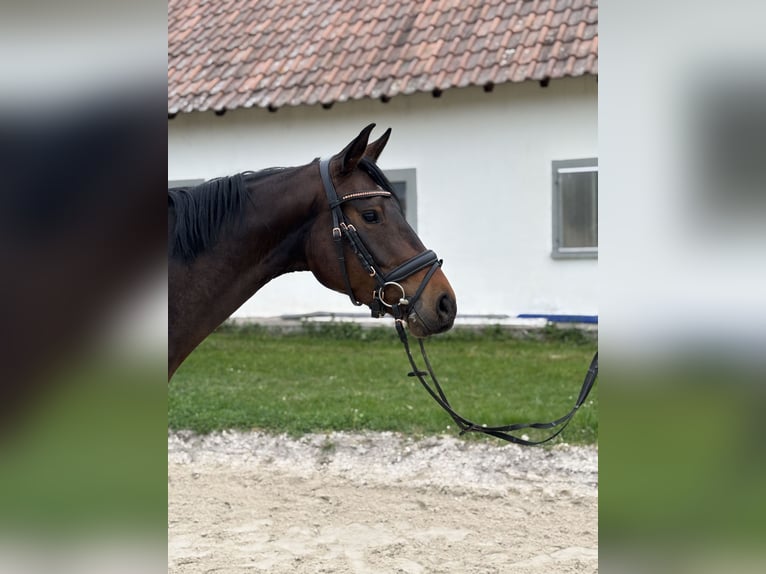 Caballo de deporte alemán Yegua 5 años 164 cm Castaño oscuro in Groß-Gerau