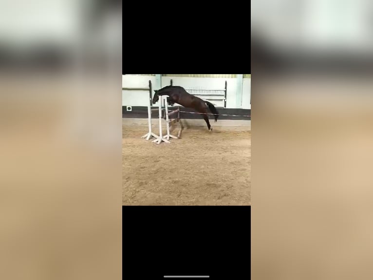 Caballo de deporte alemán Yegua 5 años 164 cm Castaño oscuro in Groß-Gerau