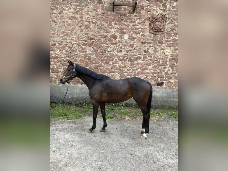 Caballo de deporte alemán Yegua 5 años 164 cm Castaño oscuro in Groß-Gerau