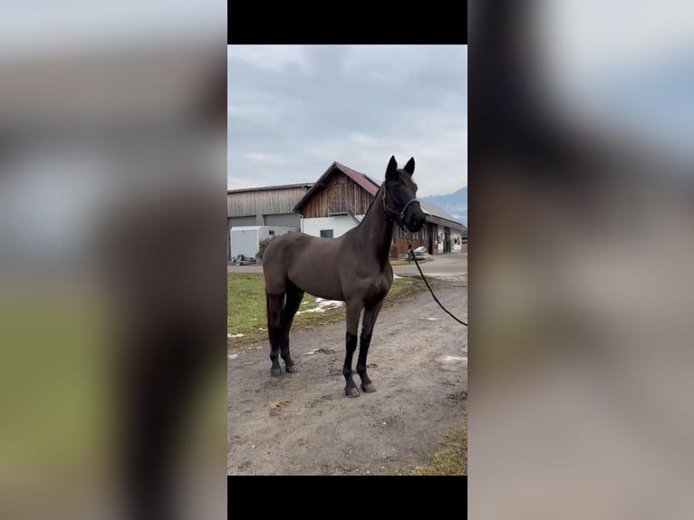 Caballo de deporte alemán Yegua 5 años 164 cm Morcillo in Rankweil