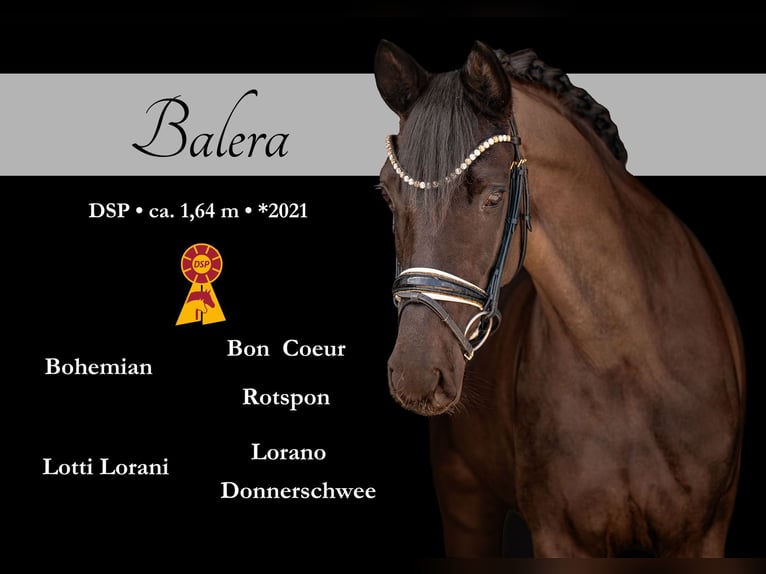 Caballo de deporte alemán Yegua 5 años 164 cm Negro in Wehringen