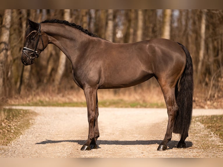 Caballo de deporte alemán Yegua 5 años 164 cm Negro in Wehringen