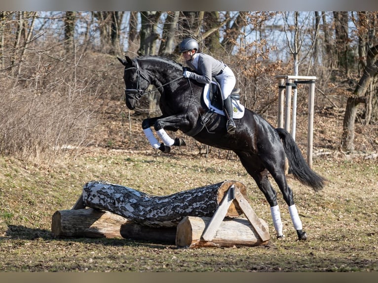 Caballo de deporte alemán Yegua 5 años 164 cm Negro in Moritzburg