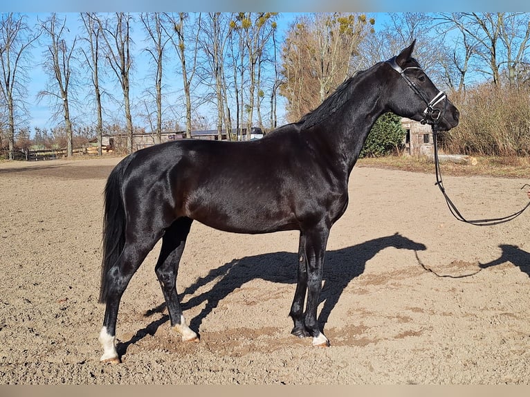 Caballo de deporte alemán Yegua 5 años 164 cm Negro in Dallgow-Döberitz