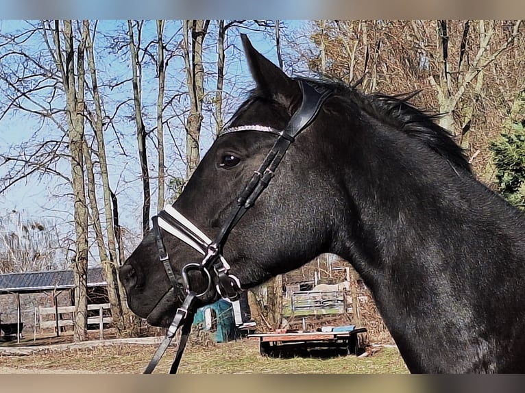 Caballo de deporte alemán Yegua 5 años 164 cm Negro in Dallgow-Döberitz