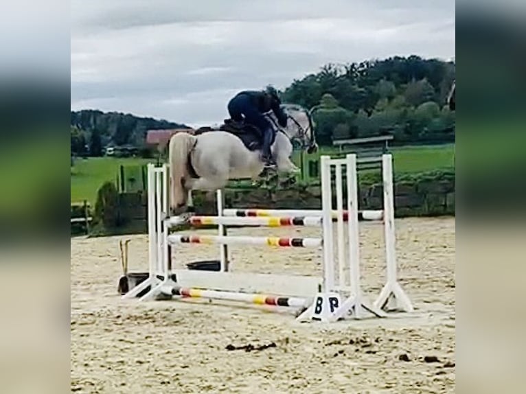 Caballo de deporte alemán Yegua 5 años 164 cm Tordo in Lindlar