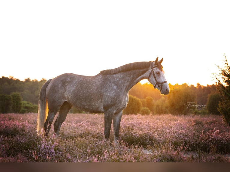 Caballo de deporte alemán Yegua 5 años 164 cm Tordo rodado in Gifhorn