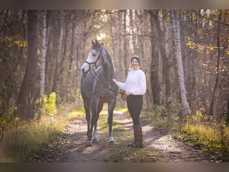 Caballo de deporte alemán Yegua 5 años 164 cm Tordo rodado in Gifhorn