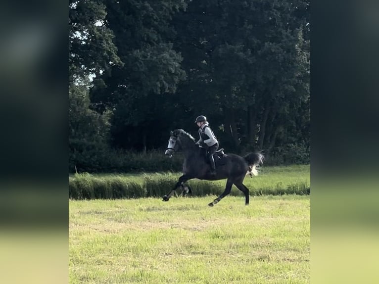Caballo de deporte alemán Yegua 5 años 164 cm Tordo rodado in Gifhorn