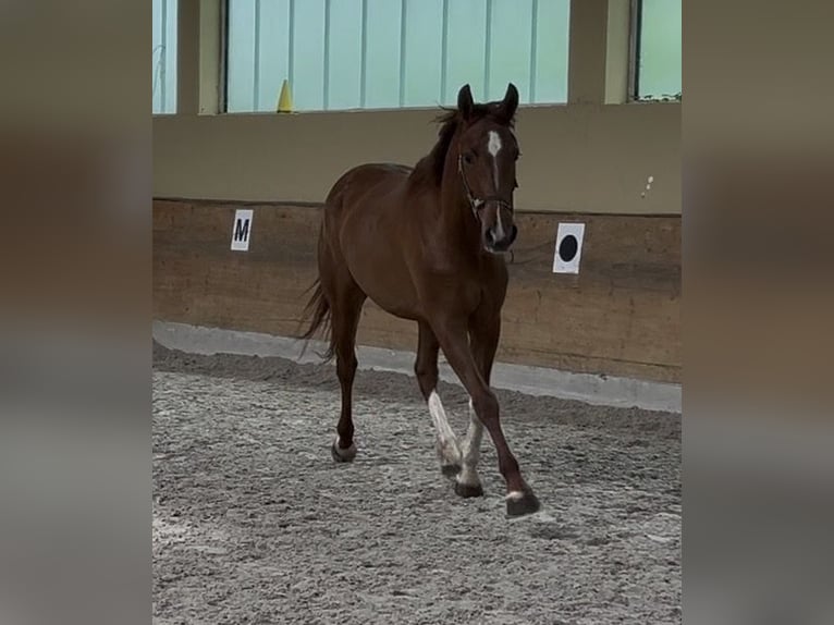 Caballo de deporte alemán Yegua 5 años 165 cm Alazán in Balingen