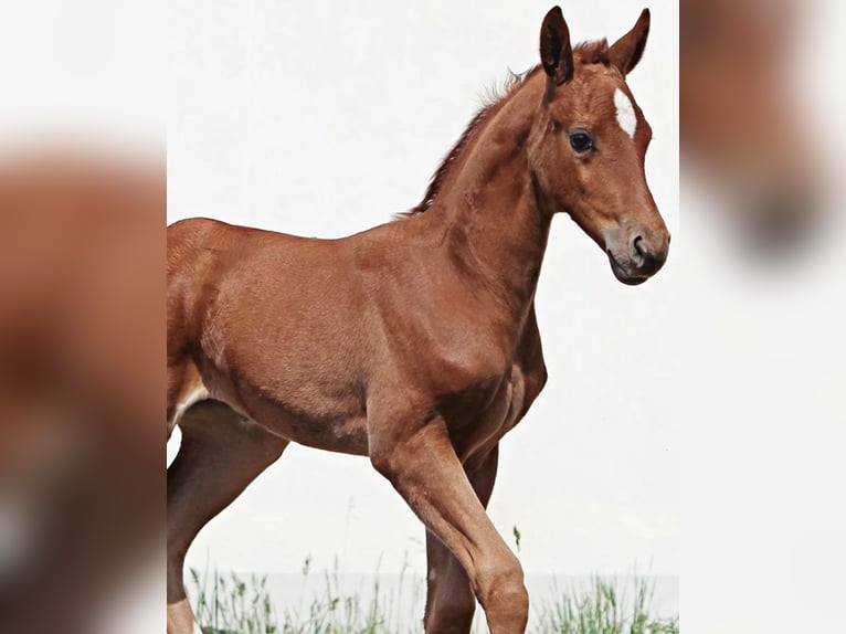 Caballo de deporte alemán Yegua 5 años 165 cm Alazán in Burgthann