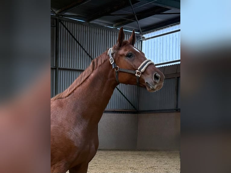 Caballo de deporte alemán Yegua 5 años 165 cm Alazán in Burgthann