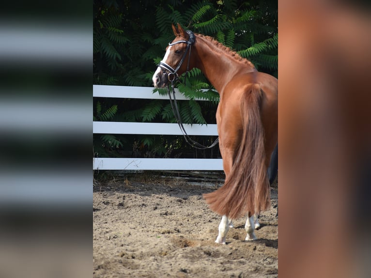 Caballo de deporte alemán Yegua 5 años 165 cm Alazán in Dätgen