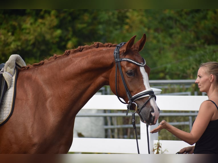 Caballo de deporte alemán Yegua 5 años 165 cm Alazán in Dätgen