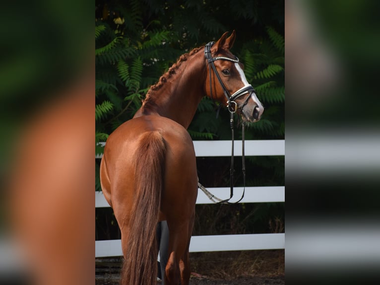 Caballo de deporte alemán Yegua 5 años 165 cm Alazán in Dätgen