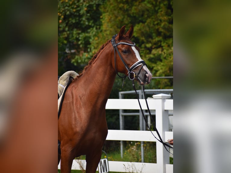 Caballo de deporte alemán Yegua 5 años 165 cm Alazán in Dätgen