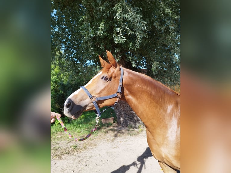 Caballo de deporte alemán Yegua 5 años 165 cm Alazán in Wulkow
