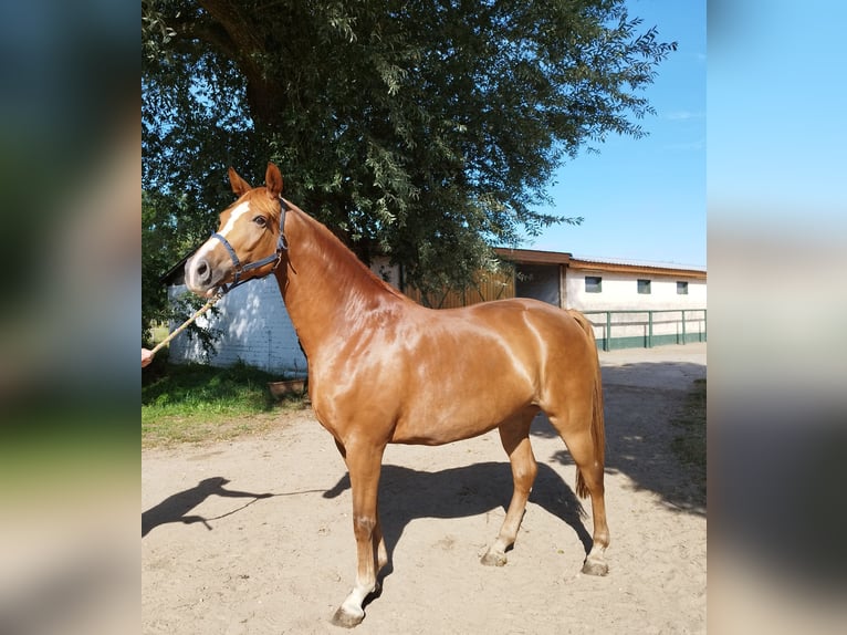 Caballo de deporte alemán Yegua 5 años 165 cm Alazán in Wulkow