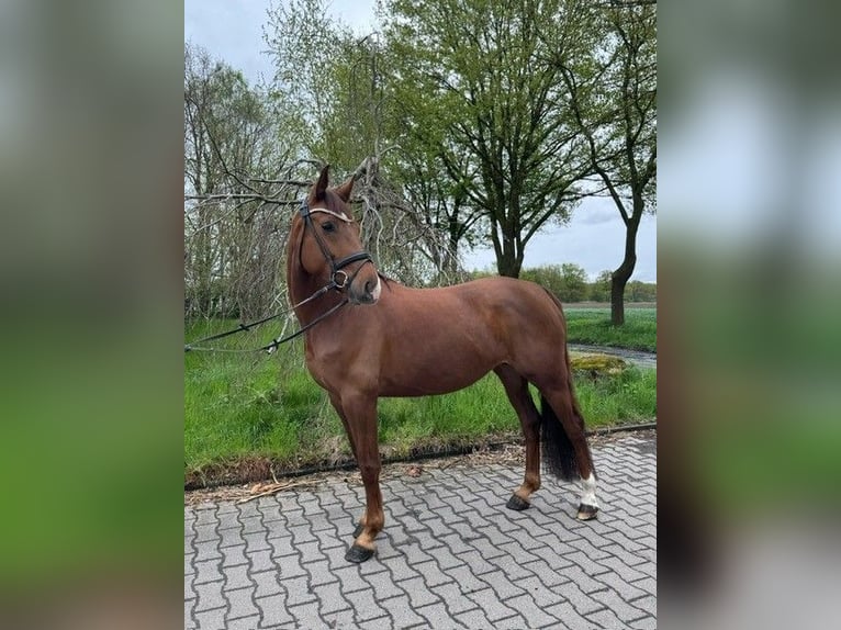 Caballo de deporte alemán Yegua 5 años 165 cm Alazán-tostado in L&#xFC;dinghausen