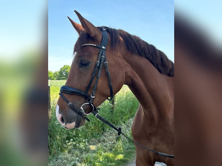 Caballo de deporte alemán Yegua 5 años 165 cm Alazán-tostado in L&#xFC;dinghausen