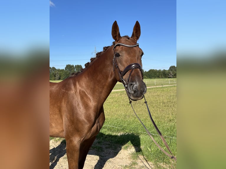 Caballo de deporte alemán Yegua 5 años 165 cm Alazán-tostado in Braunschweig