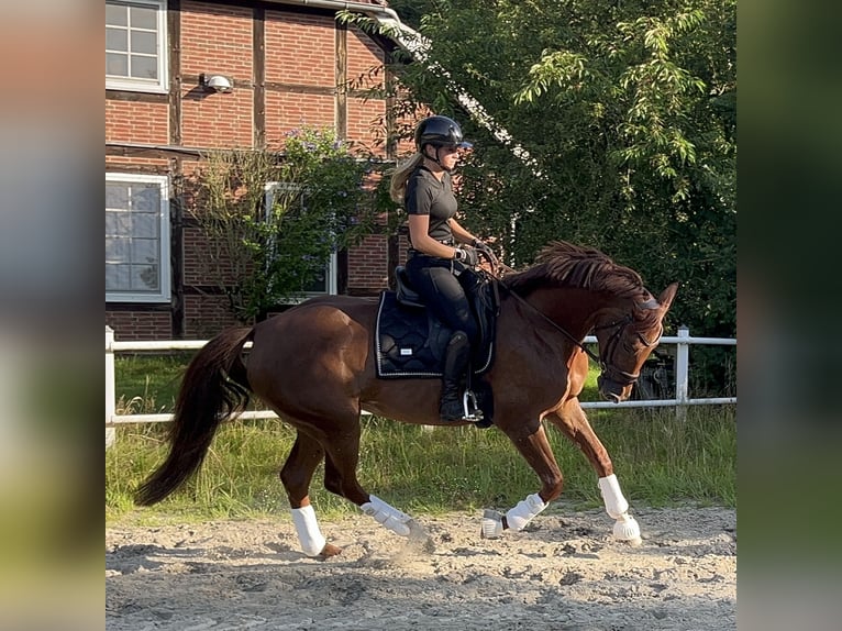 Caballo de deporte alemán Yegua 5 años 165 cm Alazán-tostado in Braunschweig