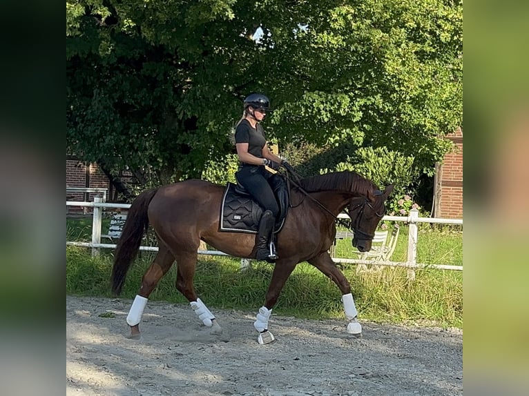 Caballo de deporte alemán Yegua 5 años 165 cm Alazán-tostado in Braunschweig