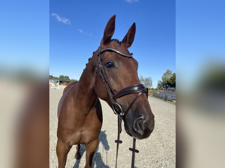 Caballo de deporte alemán Yegua 5 años 165 cm Alazán-tostado in Braunschweig