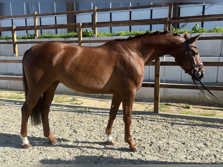 Caballo de deporte alemán Yegua 5 años 165 cm Alazán-tostado in Braunschweig