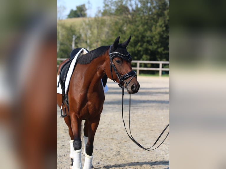 Caballo de deporte alemán Yegua 5 años 165 cm Castaño in Radeberg