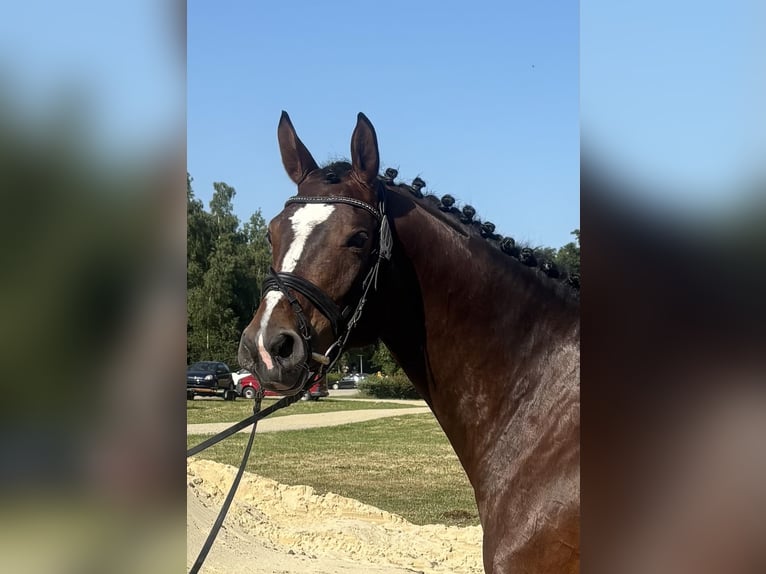 Caballo de deporte alemán Yegua 5 años 165 cm Castaño in Eggenfelden