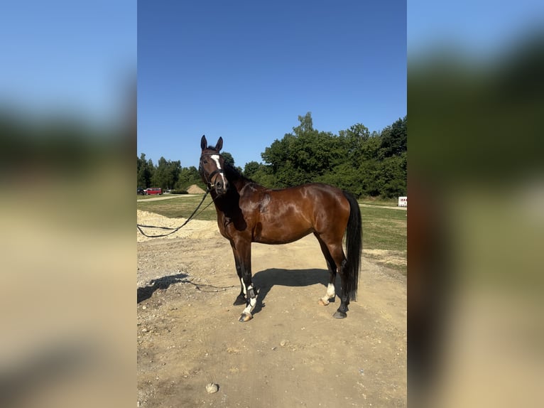 Caballo de deporte alemán Yegua 5 años 165 cm Castaño in Eggenfelden