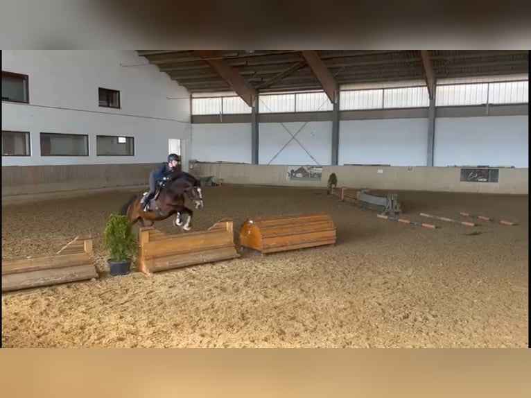 Caballo de deporte alemán Yegua 5 años 165 cm Castaño in Eggenfelden