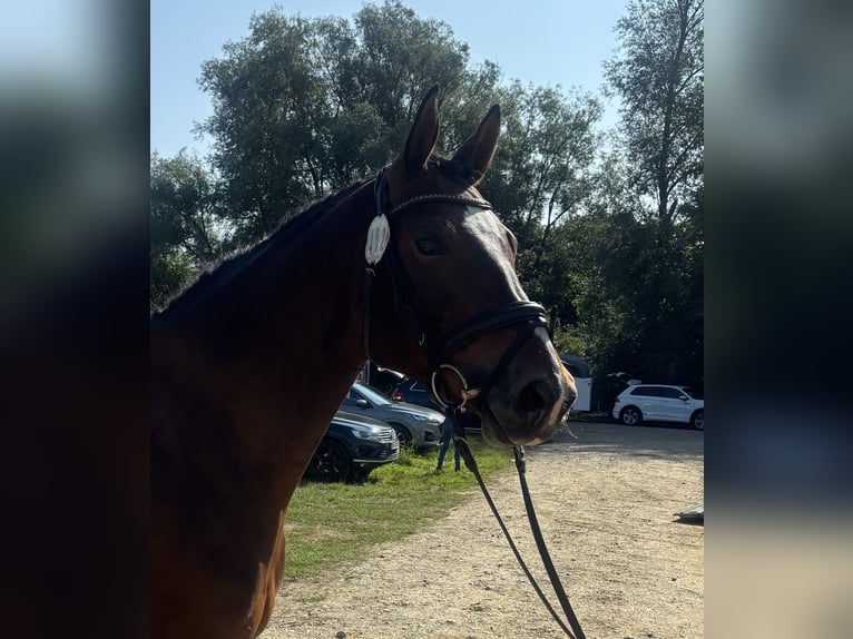 Caballo de deporte alemán Yegua 5 años 165 cm Castaño in Eggenfelden
