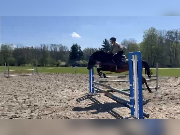Caballo de deporte alemán Yegua 5 años 165 cm Castaño in Eggenfelden