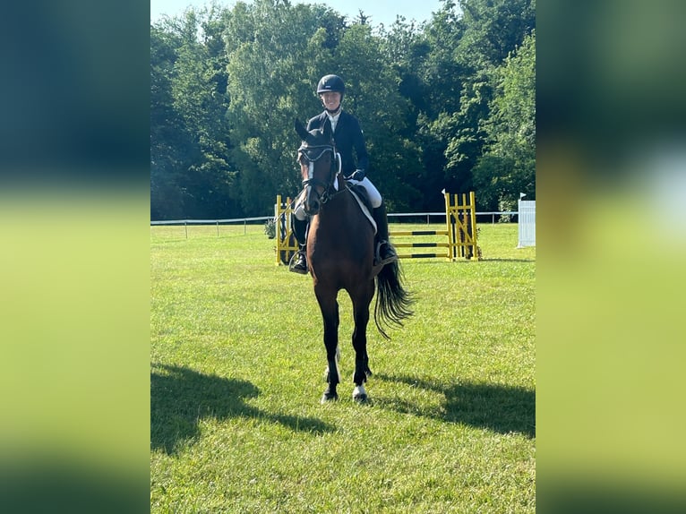Caballo de deporte alemán Yegua 5 años 165 cm Castaño in Eggenfelden