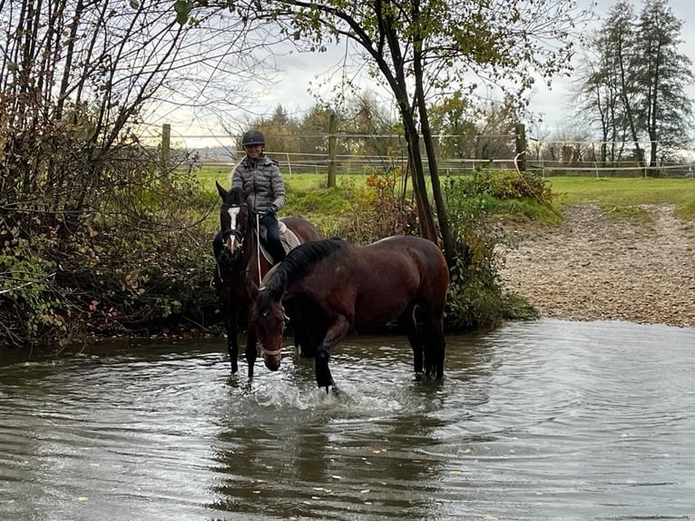 Caballo de deporte alemán Yegua 5 años 165 cm Castaño in Eggenfelden