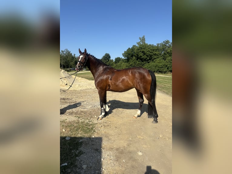 Caballo de deporte alemán Yegua 5 años 165 cm Castaño in Eggenfelden